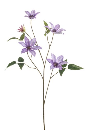 Clematis Tak Zijde - 102cm Lila