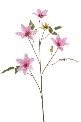 Clematis Tak Zijde - 102cm Roze