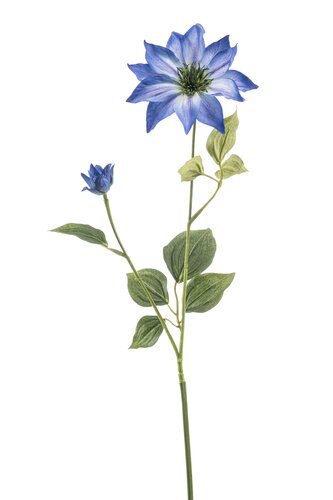 Clematis Tak Zijde - 78cm Blauw