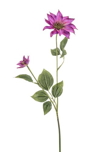 Clematis Tak Zijde - 78cm Fuchsia
