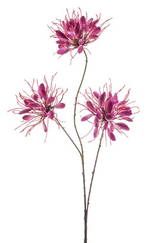 Cleome Tak Zijde - 93cm Beauty