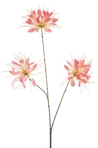 Cleome Tak Zijde - 93cm Roze