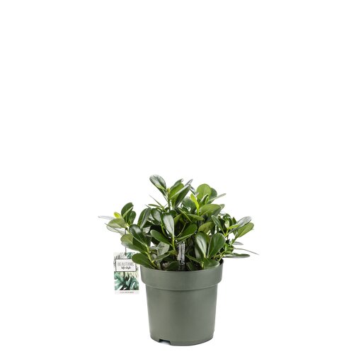 Clusia Rosea 'Green Magic', in 27cm-pot