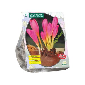 Colchicum Aut. Major (Najaarbl) per 2 - afbeelding 1