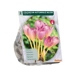 Colchicum Aut. Major (Najaarbl) per 2 - afbeelding 2