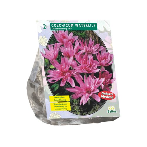 Colchicum Waterlily (Najaarsbl) per 2 - afbeelding 1