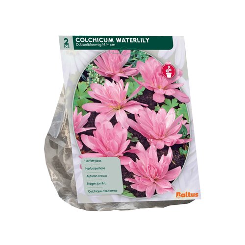 Colchicum Waterlily (Najaarsbl) per 2 - afbeelding 2