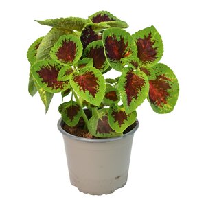 Coleus, in 13cm-pot