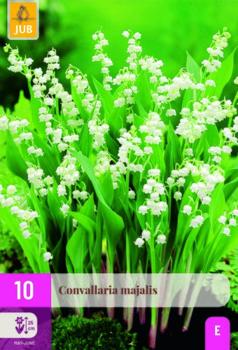 Convallaria majalis 10st