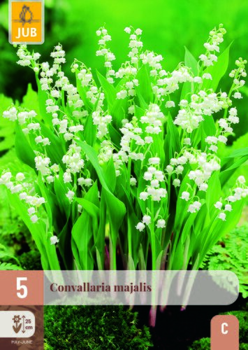 Convallaria majalis 5st