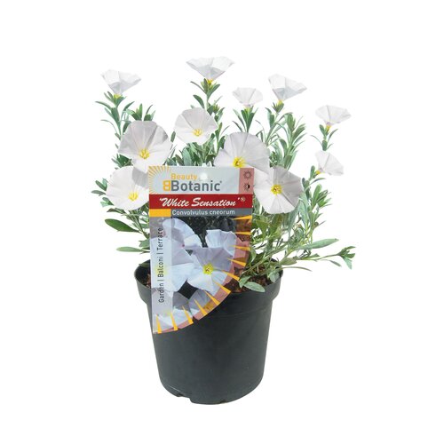 Convolvulus 'White Sensation', in 15cm-pot