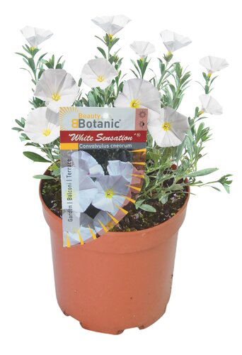 Convolvulus 'White Sensation', in 17cm-pot