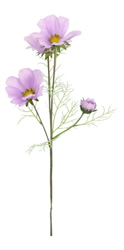 Coreopsis donkerpaars 60 cm