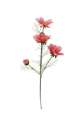 Coreopsis lila 60 cm