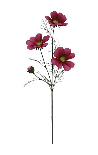 Coreopsis roze 60 cm