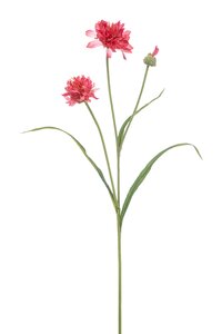 Cornflower spray x3 pink 75cm
