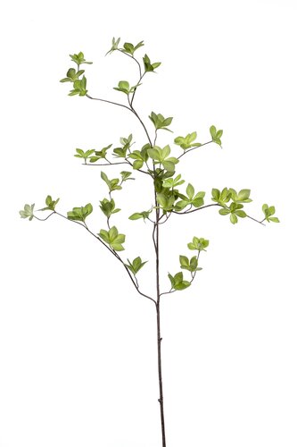 Cornus leaf spray It green 115 cm