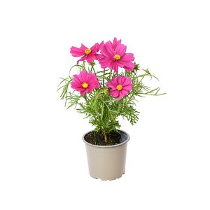 Cosmea, in 12cm-pot - afbeelding 1