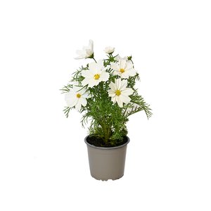 Cosmea, in 12cm-pot - afbeelding 2