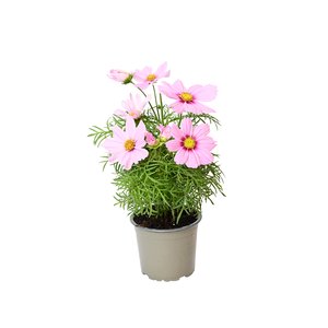 Cosmea, in 12cm-pot - afbeelding 3