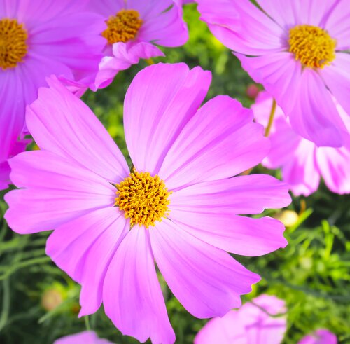 Cosmea, in 12cm-pot - afbeelding 4