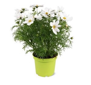 Cosmea, in 19cm-pot