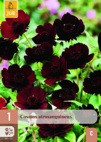 Cosmos atrosanguineus 1st