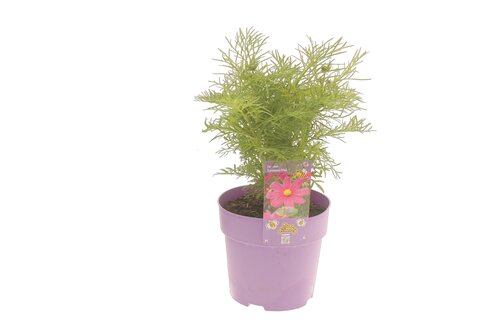 Cosmos Casanova Violet