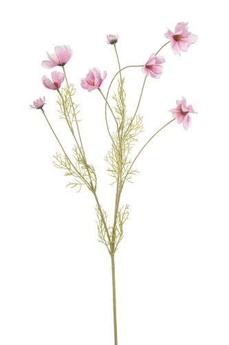 Cosmos spray pink 92cm