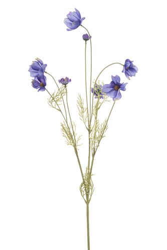 Cosmos spray purple 92cm