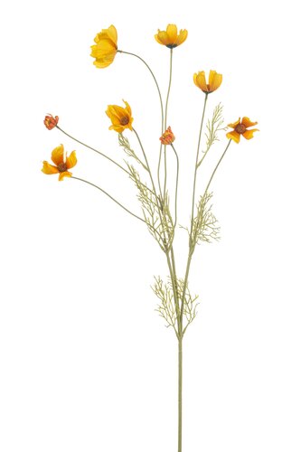 Cosmos spray yellow 92cm