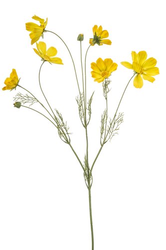 Cosmos Tak Zijde - 90cm Geel