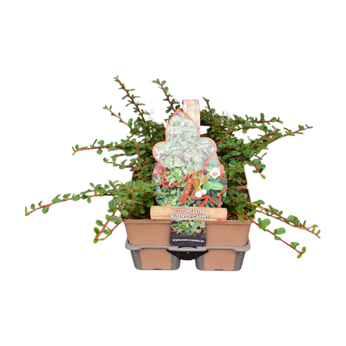 Cotoneaster 'Queen of Carpet' in sixpack - afbeelding 1