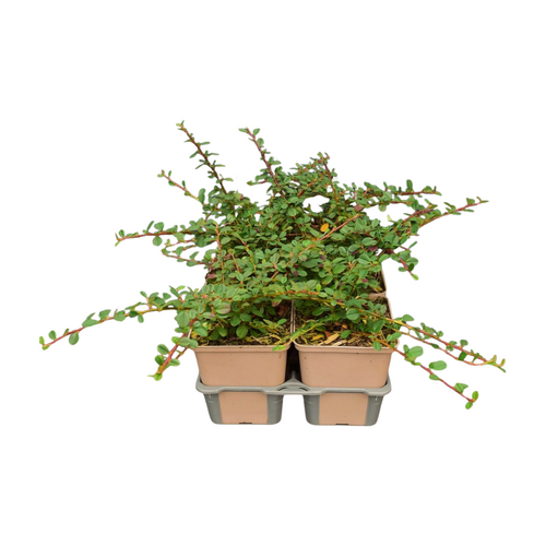 Cotoneaster 'Queen of Carpet' in sixpack - afbeelding 2