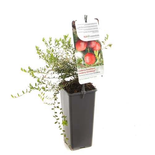 Cranberrystruik (Vaccinium macrocarpon Cranberry), in pot