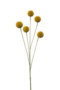 Craspedia spray yellow 72cm