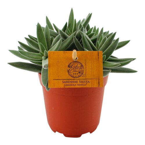 Crassula Tenelli Sardinie Siesta, in 10.5cm-pot