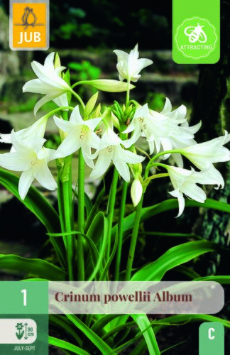 Crinum powellii album 1st