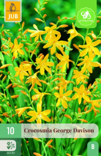 Crocosmia george davison 10st