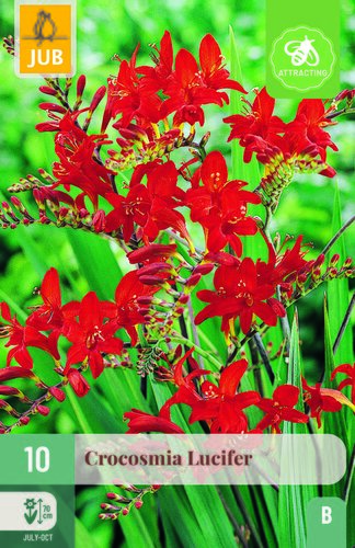 Crocosmia lucifer 10st