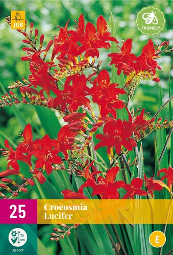 Crocosmia lucifer 25st