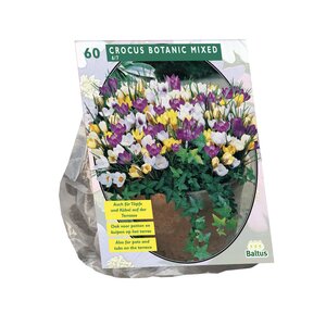 Crocus Botanisch, Mix per 60 - afbeelding 1