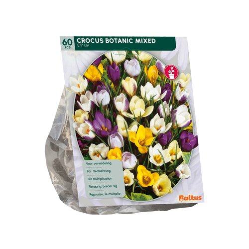 Crocus Botanisch, Mix per 60 - afbeelding 2