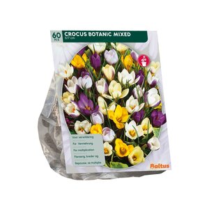 Crocus Botanisch, Mix per 60 - afbeelding 2