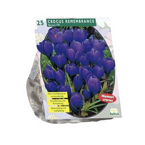 Crocus Grootbloemig, Blauw per 25 - afbeelding 1