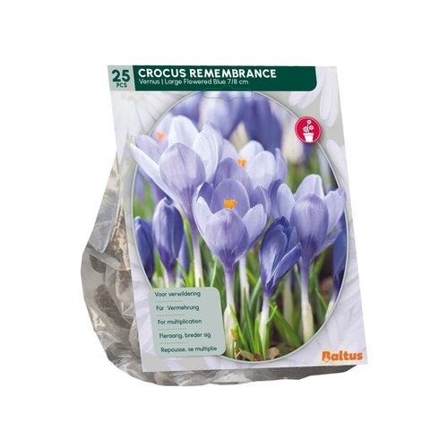 Crocus Grootbloemig, Blauw per 25 - afbeelding 2