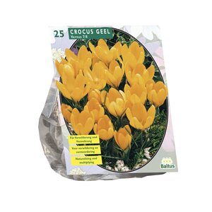 Crocus Grootbloemig, Geel per 25 - afbeelding 1