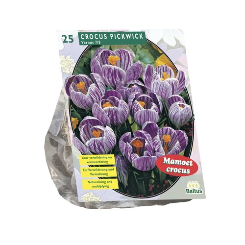 Crocus Grootbloemig, Gestreept per 25 - afbeelding 1