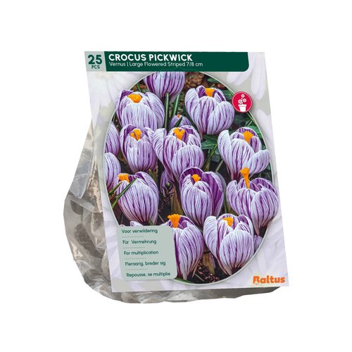 Crocus Grootbloemig, Gestreept per 25 - afbeelding 2