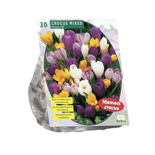 Crocus Grootbloemig, Mix per 30 - afbeelding 1